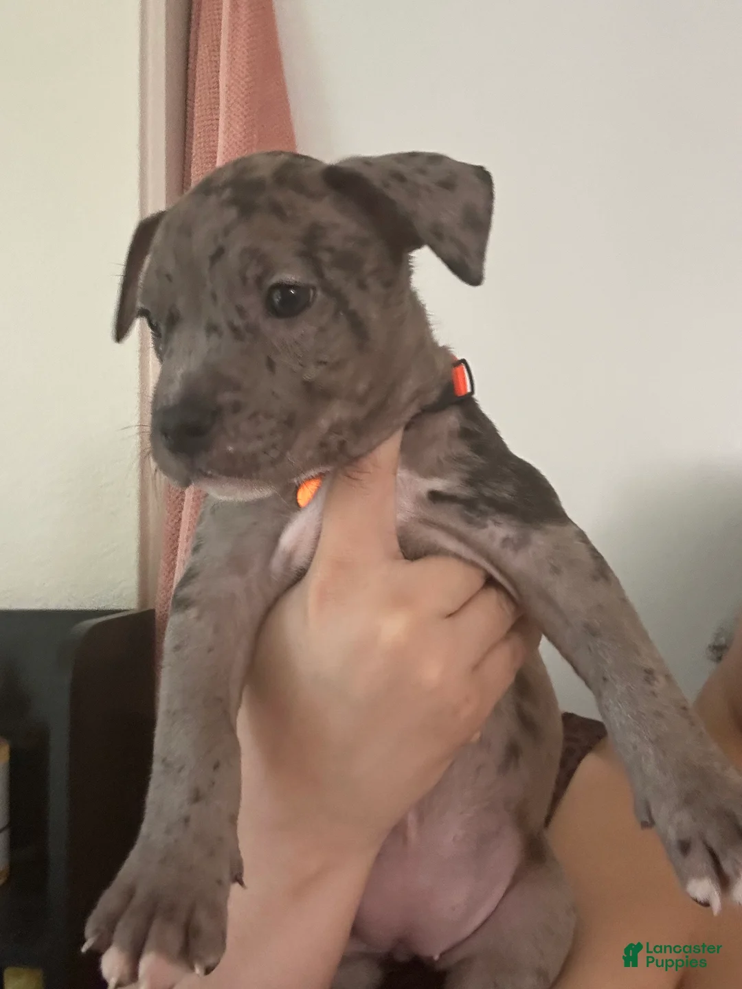 Mixed Breed dogs for sale: Mixed Breed Puppy 3 - Ad 2