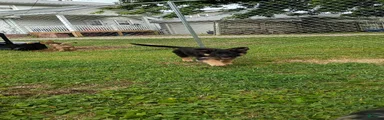 German Shepherd 4