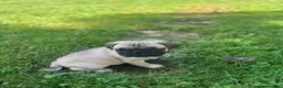 Frug dogs for sale: Frug 4 - Ad 8