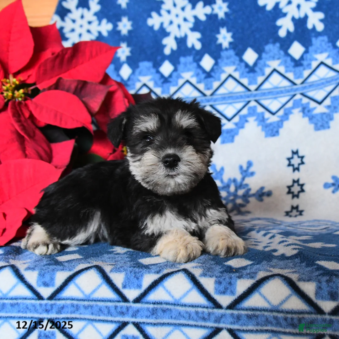 Miniature Schnauzer dogs for sale: Olivia - Ad 3