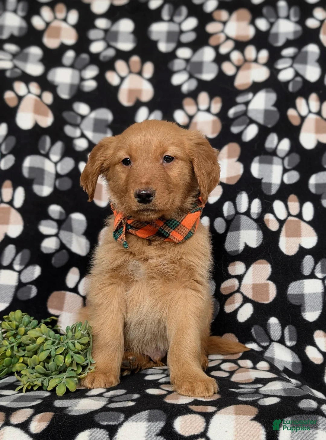 Golden Retriever dogs for sale: Flynn - Ad 2
