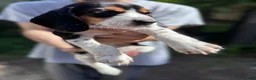 Beagle dogs for sale: Cooper 🧡 - Ad 10