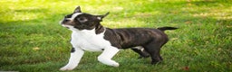 Boston Terrier dogs for sale: Howie - Ad 4
