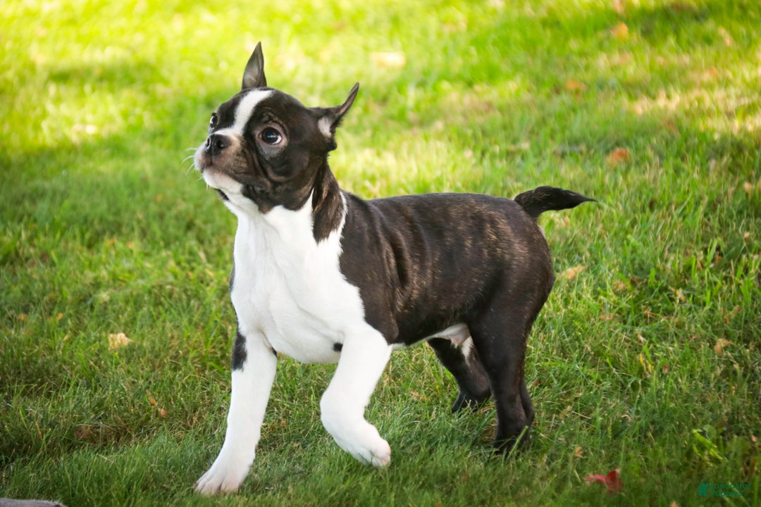 Boston Terrier dogs for sale: Howie - Ad 4