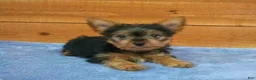 Yorkshire Terrier dogs for sale: Tyler - Ad 3