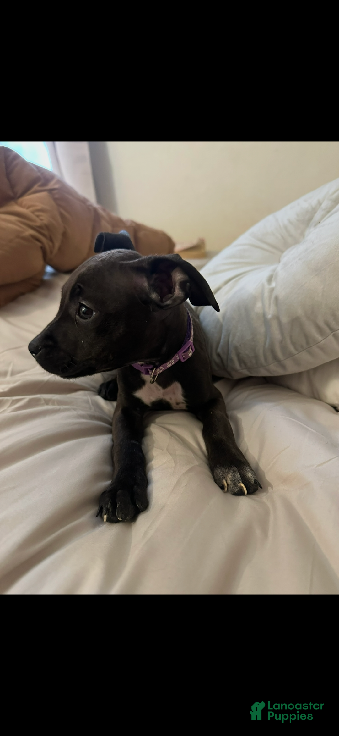 Mixed Breed dogs for sale: 🐾 Meet Our Adorable “Mini Mama”! 🐶💖 - Ad 2