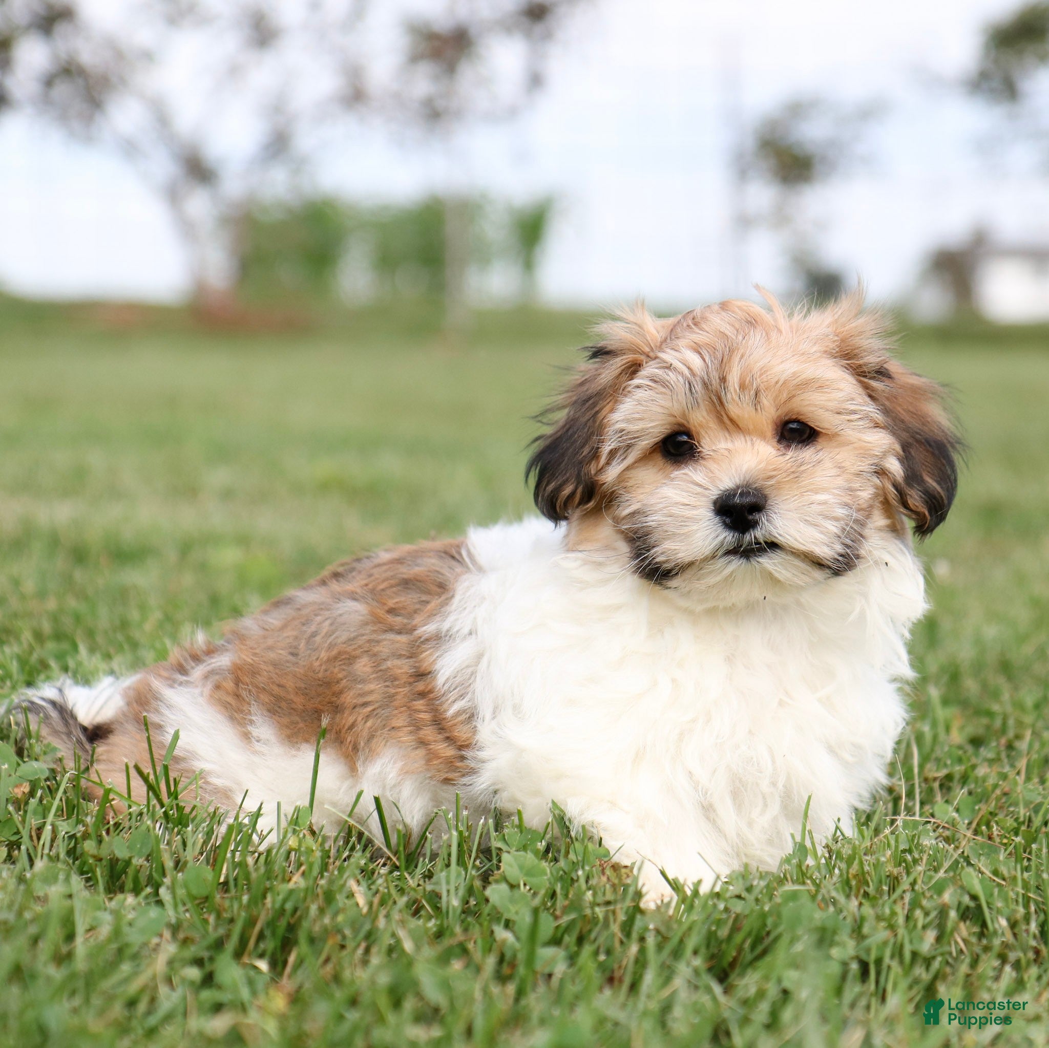 Teddy Bear dogs Cindy Teddy Bear  - Ad 2
