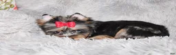 Yorkshire Terrier dogs for sale: Yorkshire Terrier 1 - Ad 6