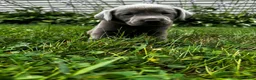 Labrador Retriever dogs for sale: Oleander - Ad 3