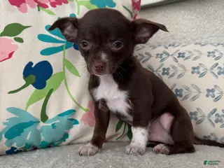 Chihuahua dogs Juan - Ad 33