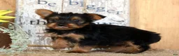 Morkie dogs for sale: Ozzy - Ad 9
