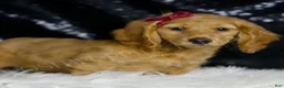 Miniature Dachshund dogs for sale: Izzy AKC  - Ad 2