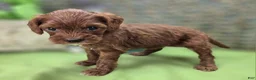 Cockapoo dogs for sale: Emily - Ad 15