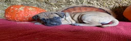 Great Dane dogs for sale: Lindy - Ad 4