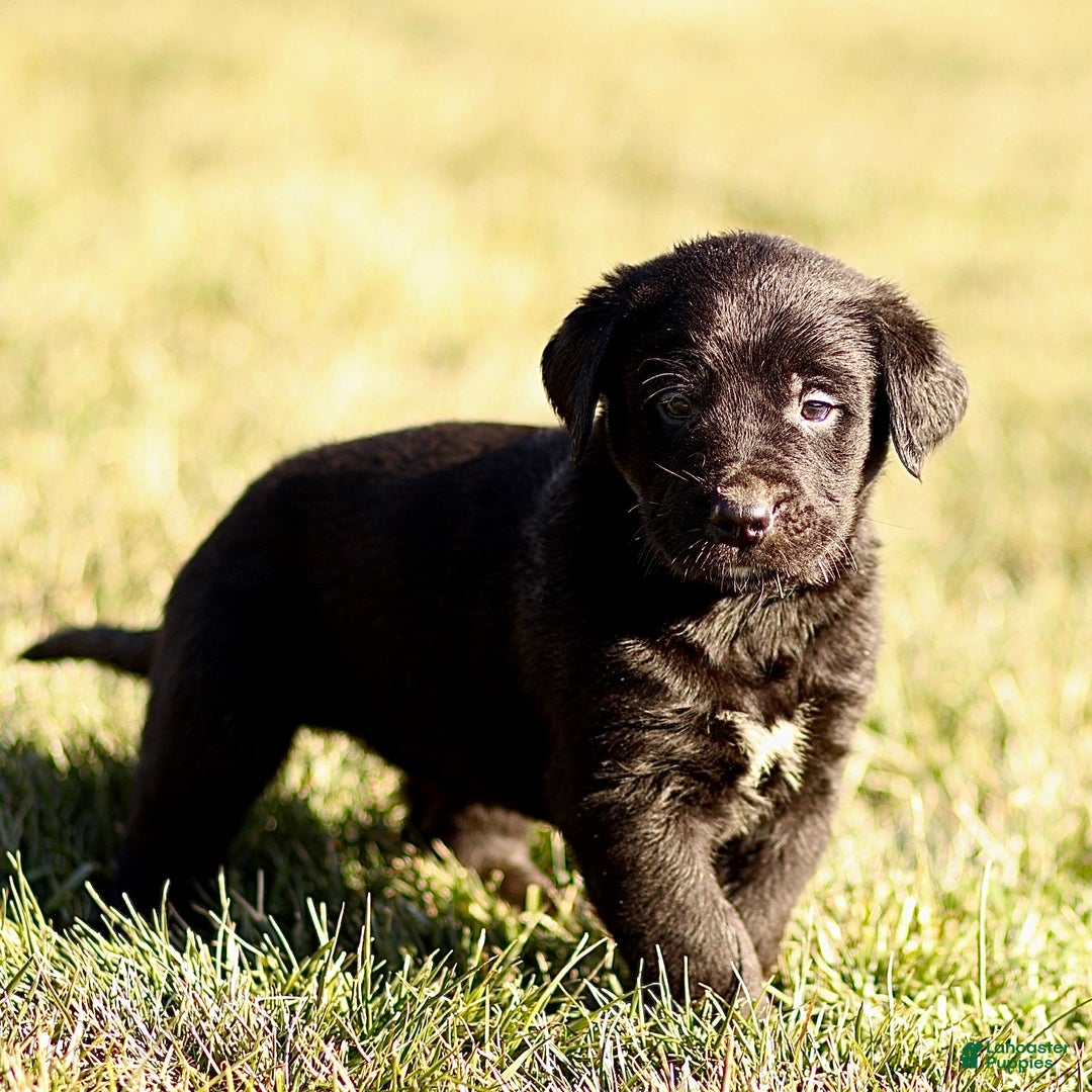 Mixed Breed dogs for sale: Logan - Ad 2