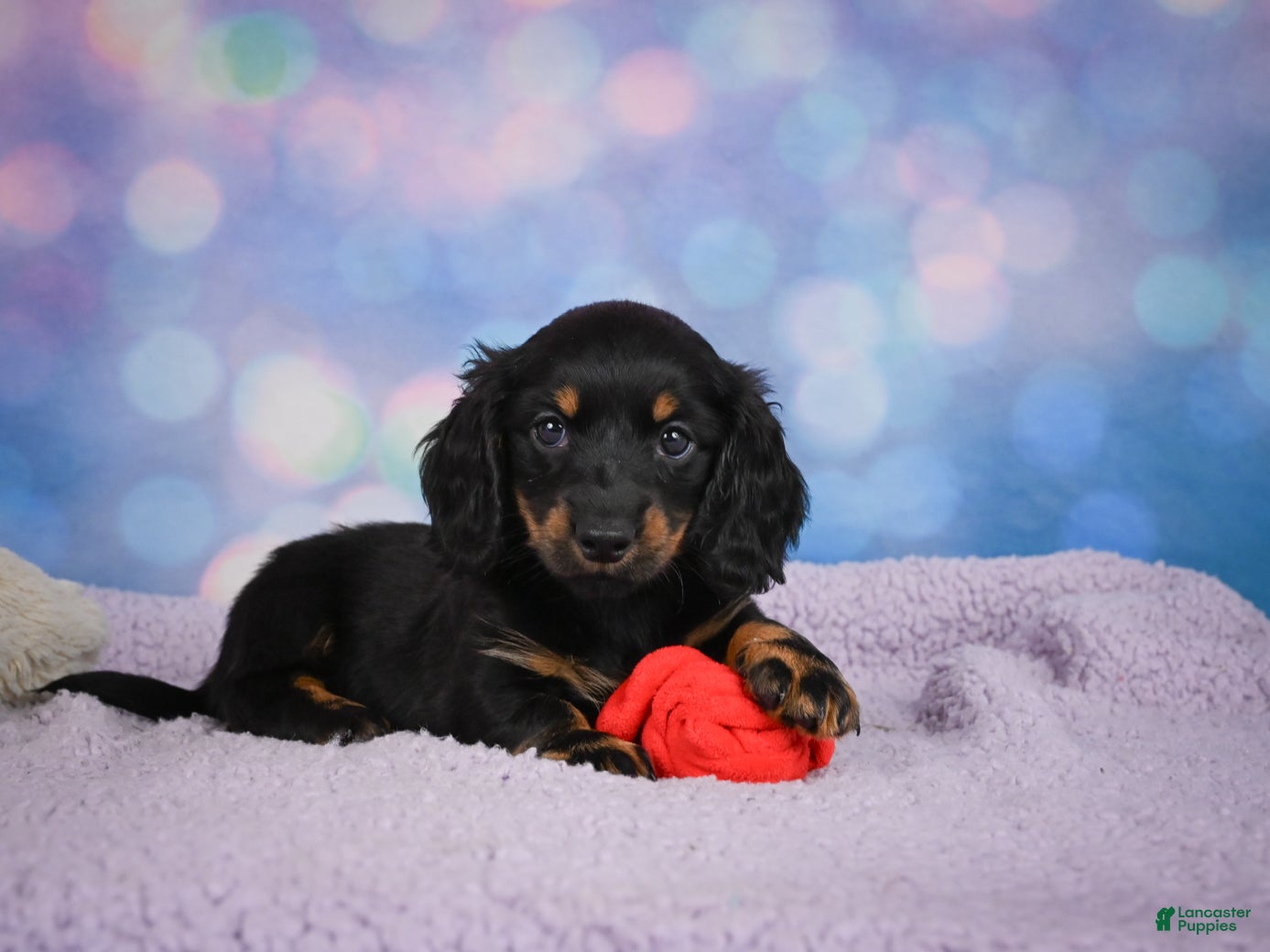 Miniature Dachshund dogs AKC Jane - Ad 1