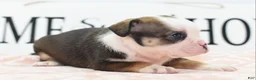 Mixed Breed dogs for sale: Queen - Ad 39
