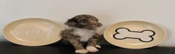 Mixed Breed dogs for sale: Male Mini Poodle - Ad 7