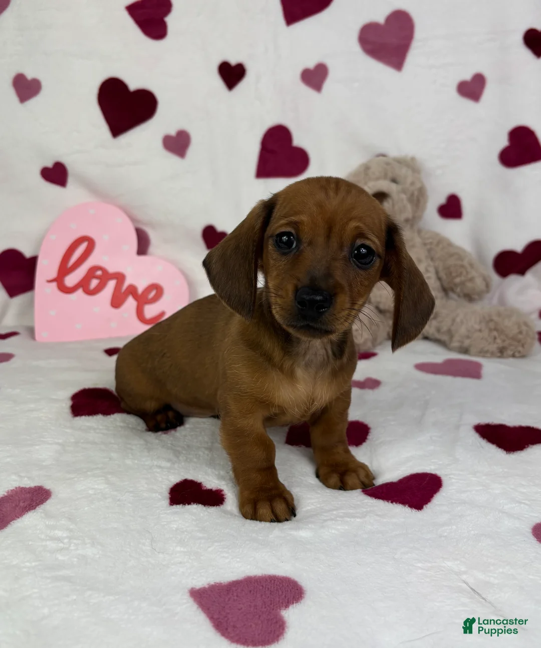 Miniature Dachshund dogs for sale: Freddie - Ad 3