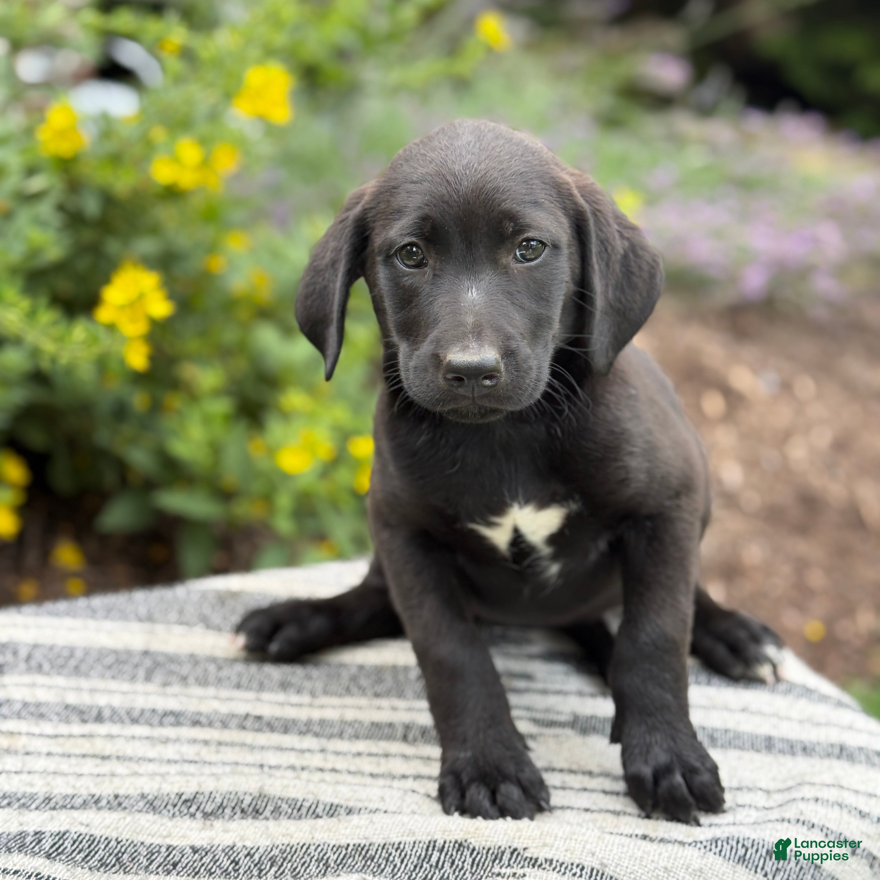Mixed Breed dogs Gabby - Ad 1