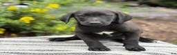 Mixed Breed dogs for sale: Gabby - Ad 1