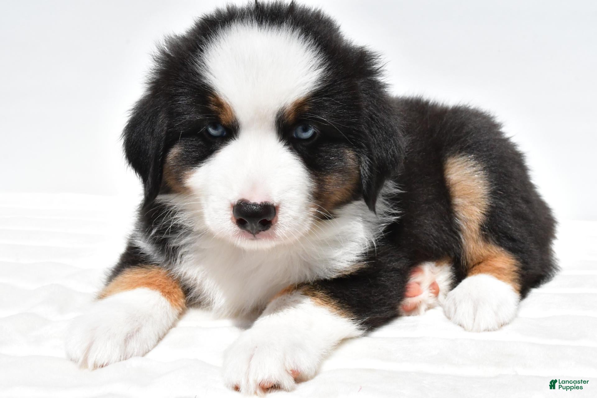 Miniature Australian Shepherd dogs Snoopy - Ad 1