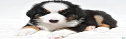 Miniature Australian Shepherd dogs for sale: Snoopy - Ad 1