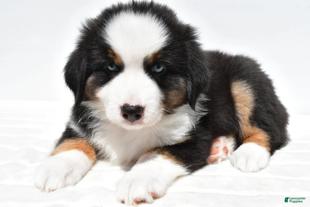 Miniature Australian Shepherd dogs for sale: Snoopy - Ad 1