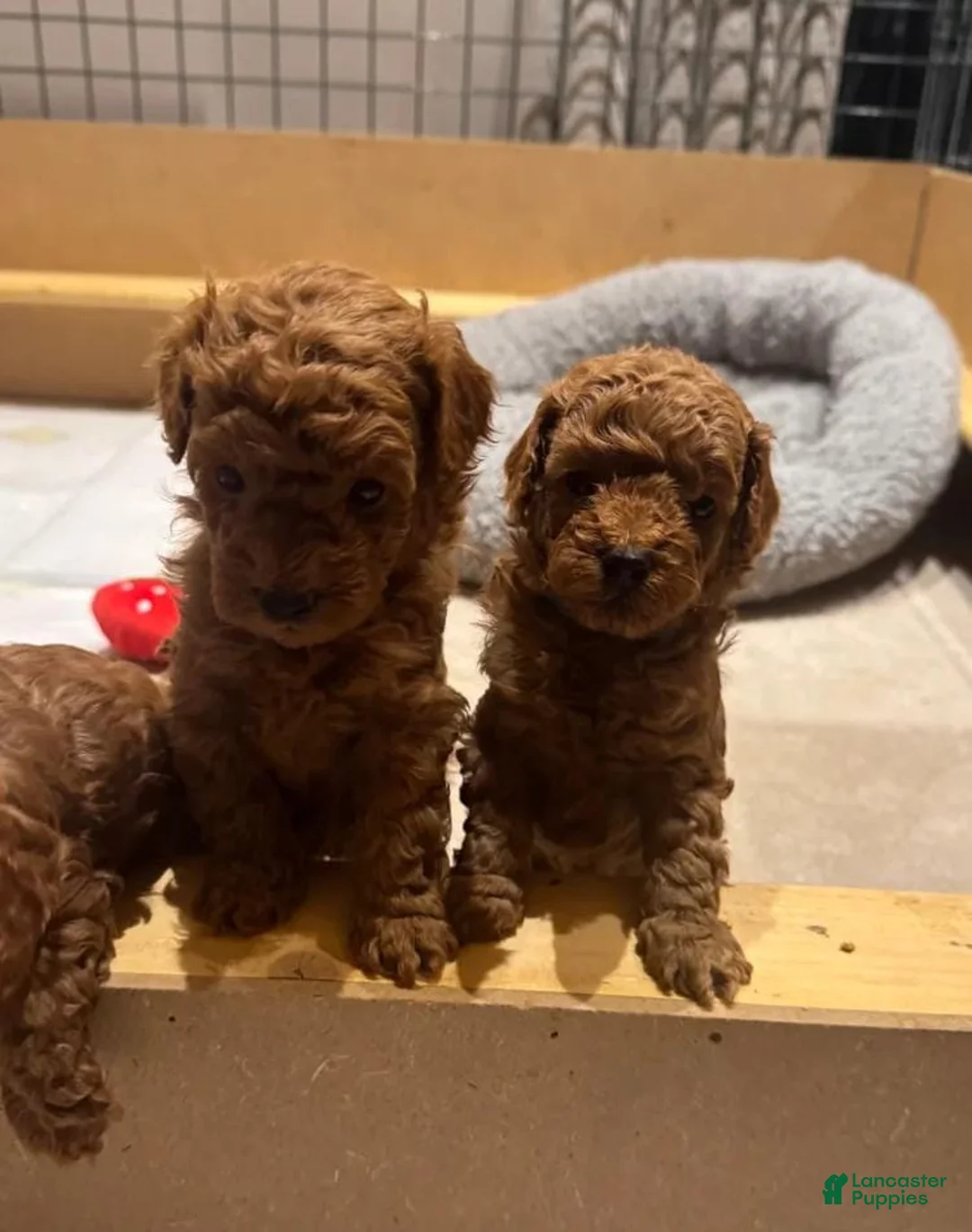 Maltipoo dogs for sale: Maya - Ad 23