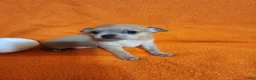 Chihuahua dogs for sale: Bear - Ad 3