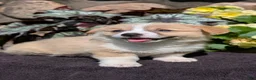 Welsh Corgi Pembroke dogs for sale: Nemo - Ad 7