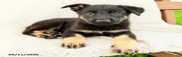 German Shepherd dogs for sale: Bianca - Ad 3