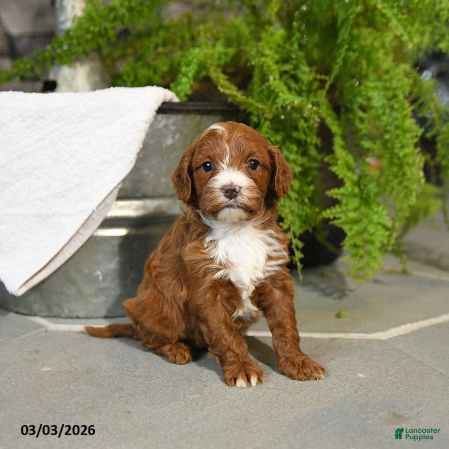 Cavapoo dogs Tilly - Ad 2