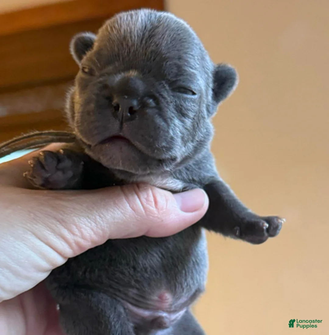 French Bulldog dogs for sale: Blue boy (blue collar) - Ad 2