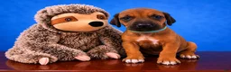 Rhodesian Ridgeback dogs for sale: Rhodesian Ridgeback Puppy 7 - Ad 4