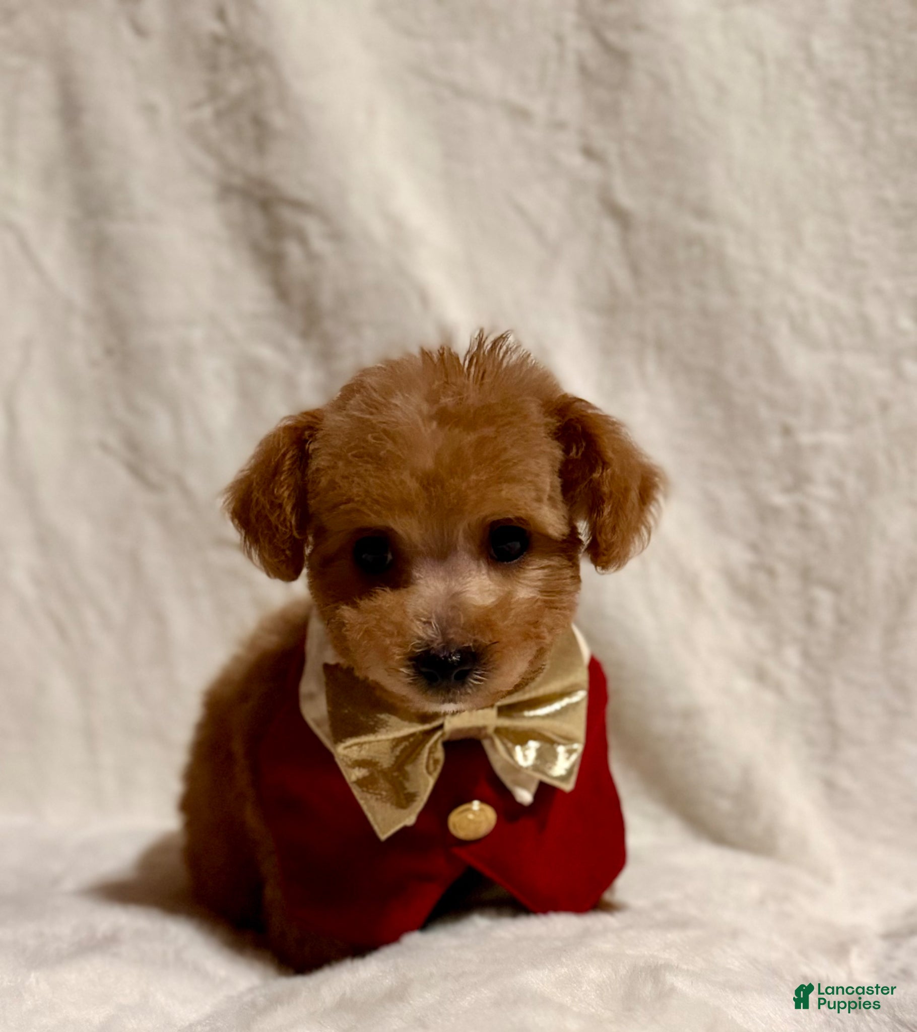Toy Poodle dogs for sale: Junior male Poodle - Ad 2