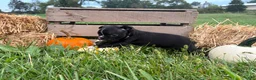 Boston Terrier dogs for sale: Diesel - Ad 6