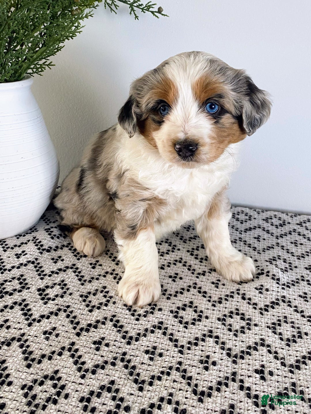 Mini Aussiedoodle dogs for sale: Kimber - Ad 4