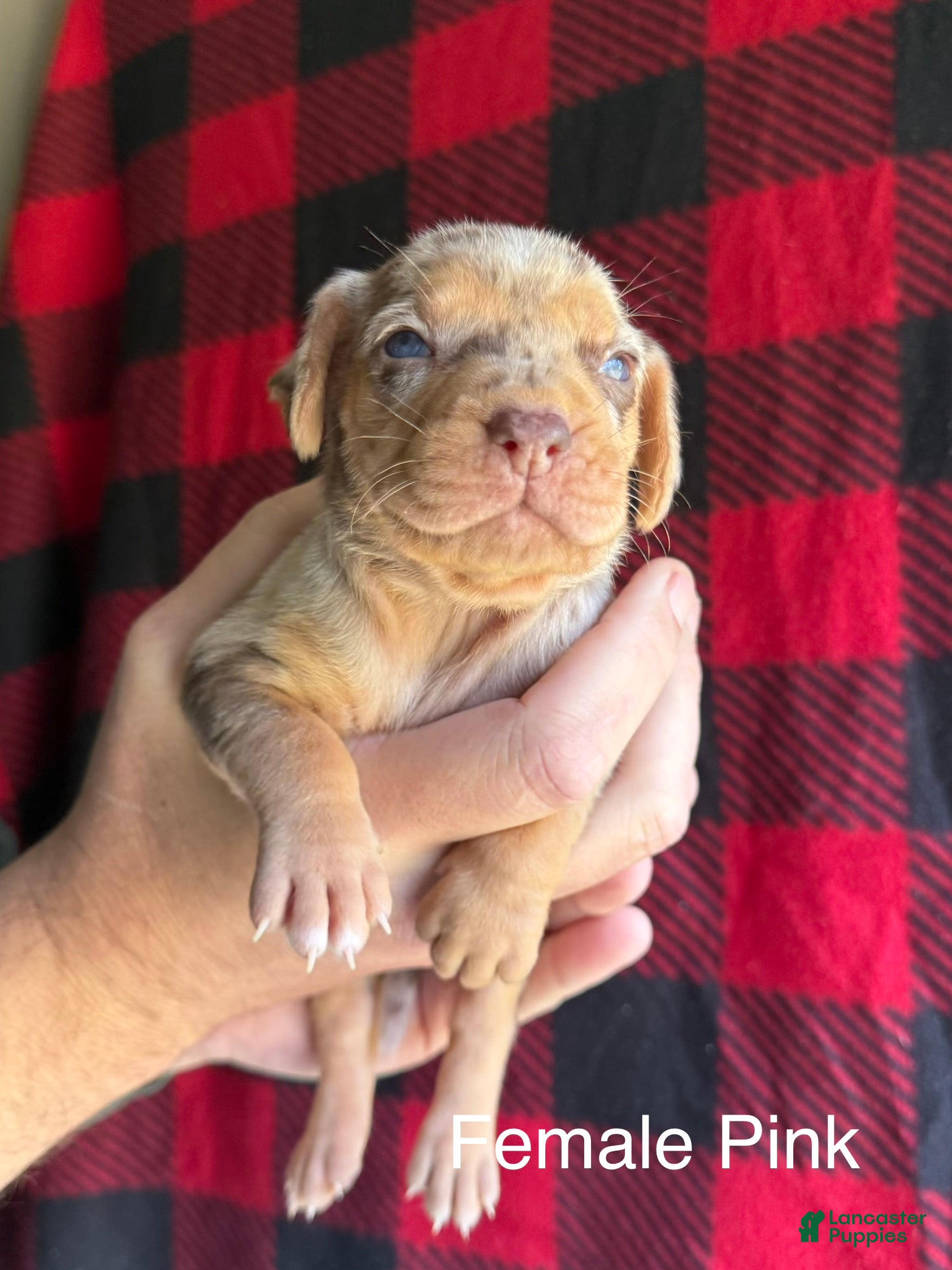 Catahoula Leopard Dog dogs Catahoula Leopard Dog Puppy 1 - Ad 2