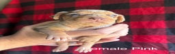Catahoula Leopard Dog dogs for sale: Catahoula Leopard Dog Puppy 1 - Ad 1