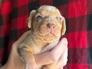 Catahoula Leopard Dog dogs Catahoula Leopard Dog Puppy 1 - Ad 7