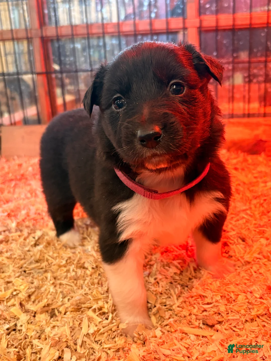 Australian Shepherd dogs for sale: Dolly - Ad 1