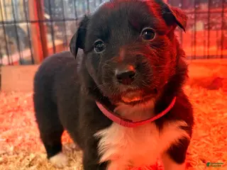 Australian Shepherd dogs Dolly - Ad 17