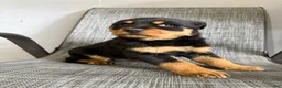 Rottweiler dogs for sale: Lucy - Ad 14
