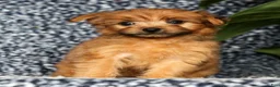 Yorkiepoo dogs for sale: Ranae - Ad 3