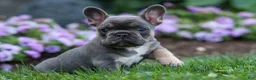 French Bulldog dogs for sale:  Francie💕 - Ad 12