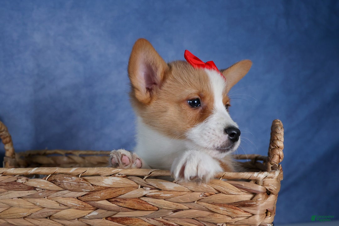 Welsh Corgi Pembroke dogs for sale: Mack - Ad 18