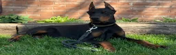 Doberman Pinscher dogs for sale: Vick - Ad 4