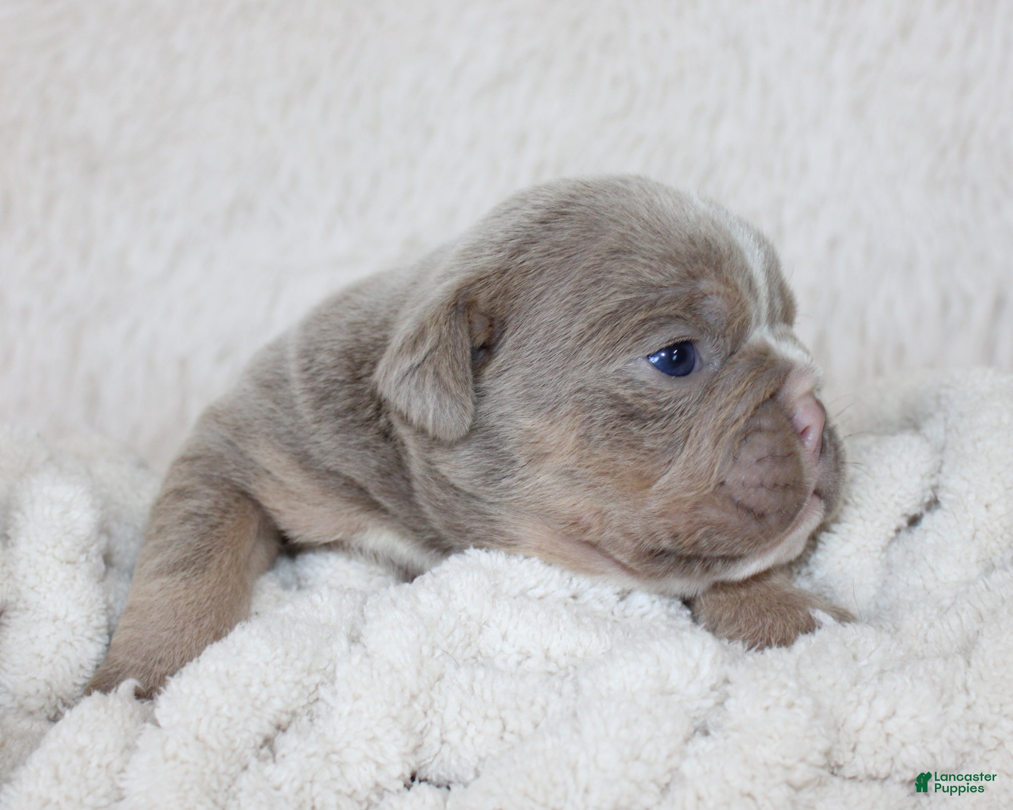 English Bulldog dogs Kane - Ad 2