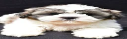 Shih Tzu dogs for sale: Alex - Ad 4